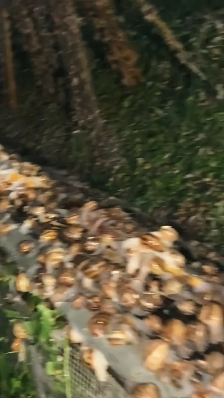 Gros plan sur des escargots gros-gris rassemblés au bord d’une auge