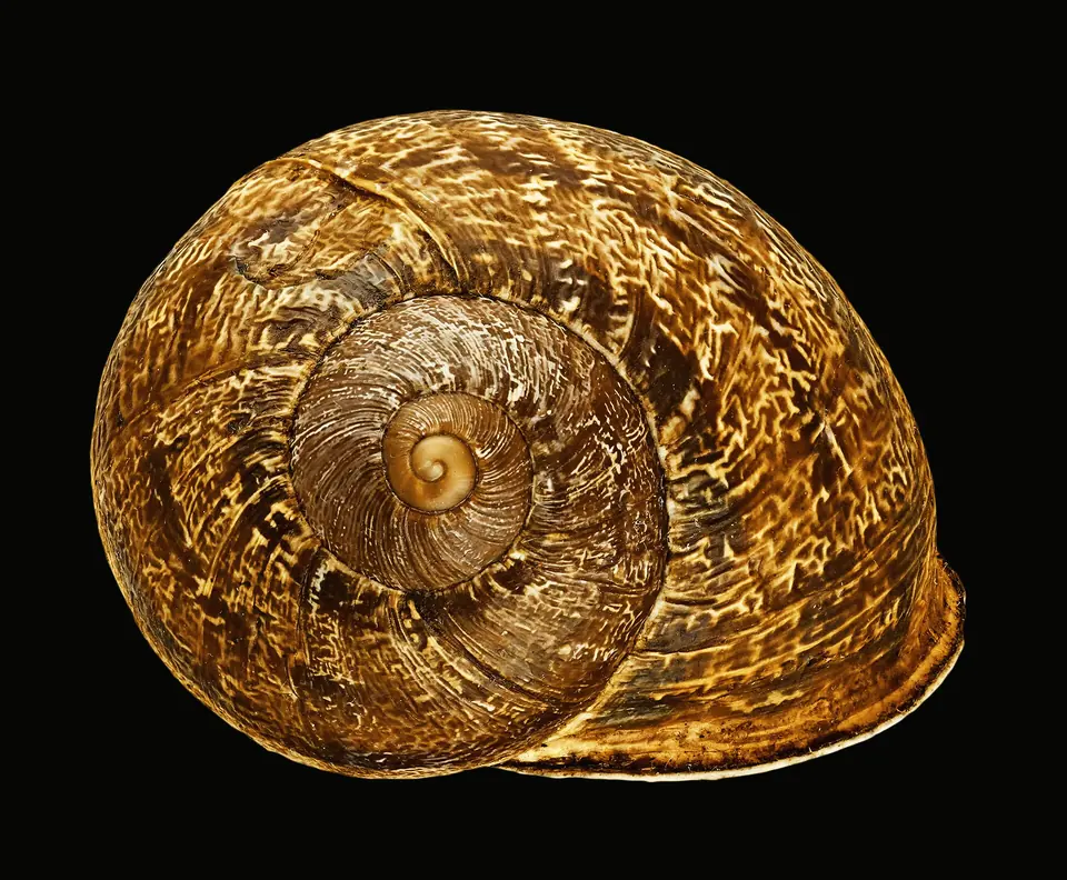 Coquille d’escargot gros-gris, spirale dorée sur fond noir