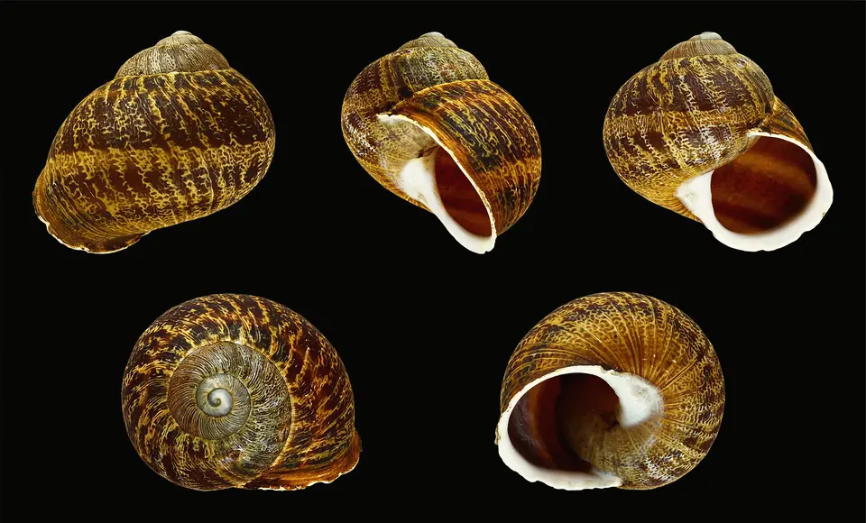 Cinq coquilles d’escargot vues sous plusieurs angles