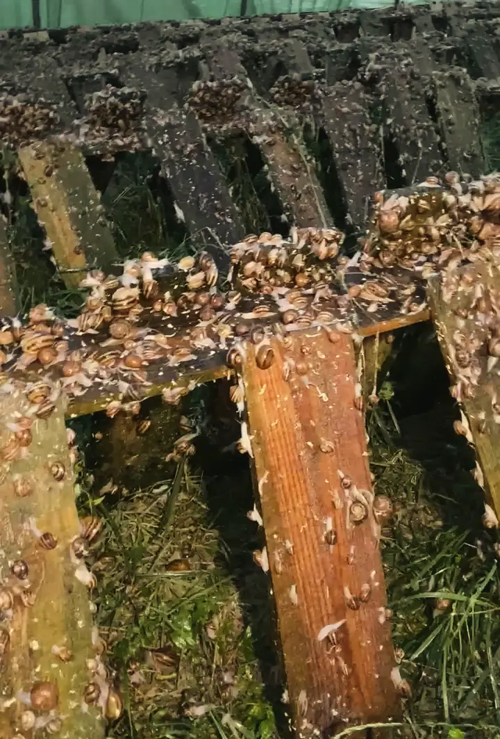 Escargots au repos sur une planche en bois, dans l’herbe de la serre