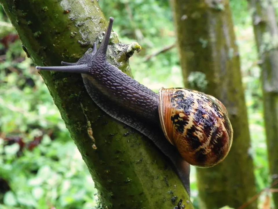 Escargot grimpant le long d’une tige verte
